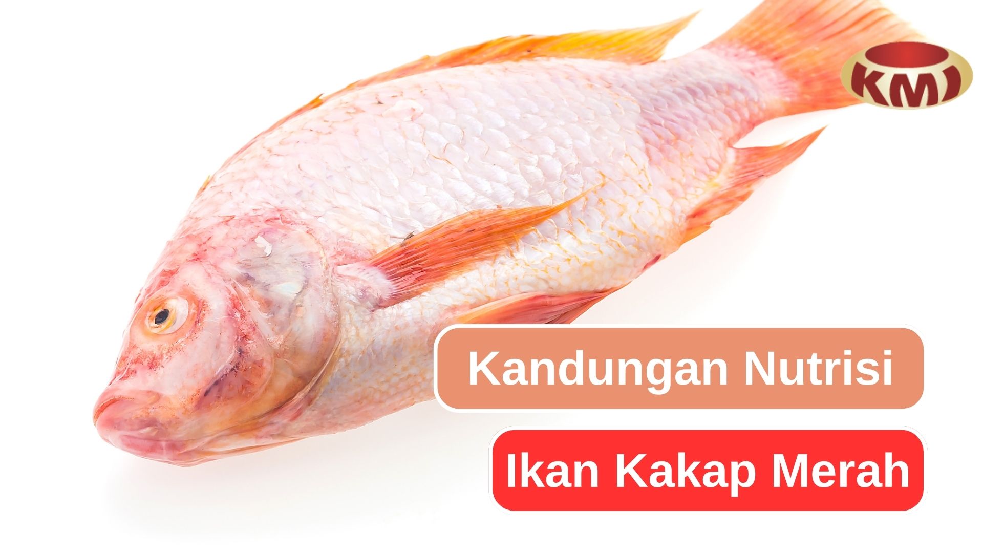 7 Jenis Nutrisi Yang Ada Dalam Ikan Kakap Merah